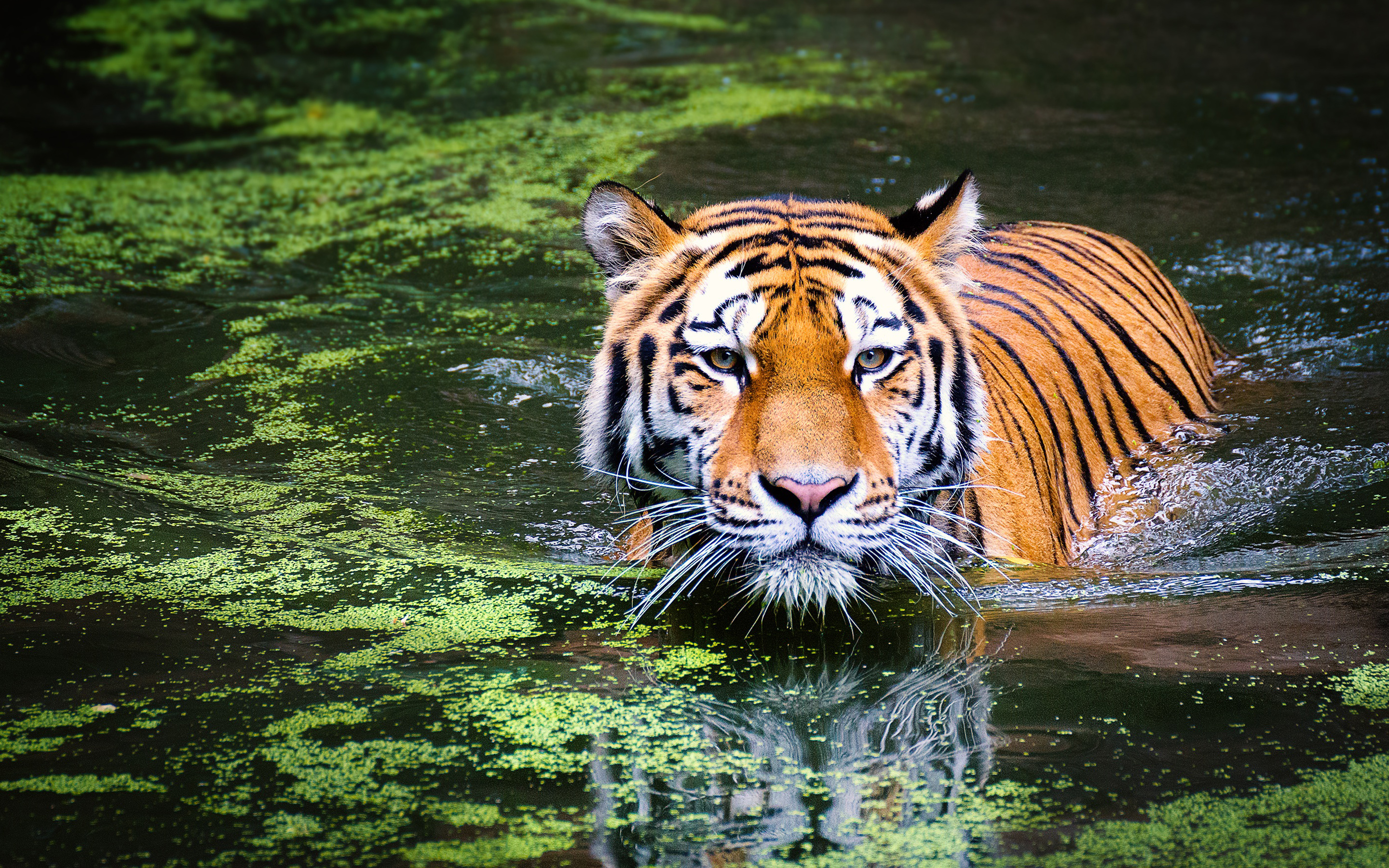 Tiger in Zoo4171516089